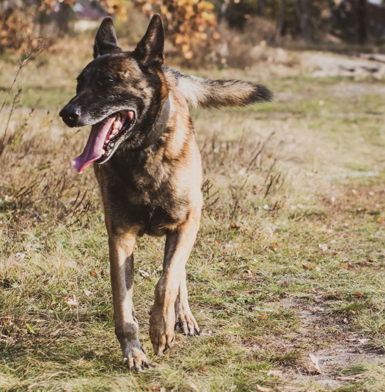Lucky Shepherd – Arthritis, Inflammation, Lethargic, Seizures