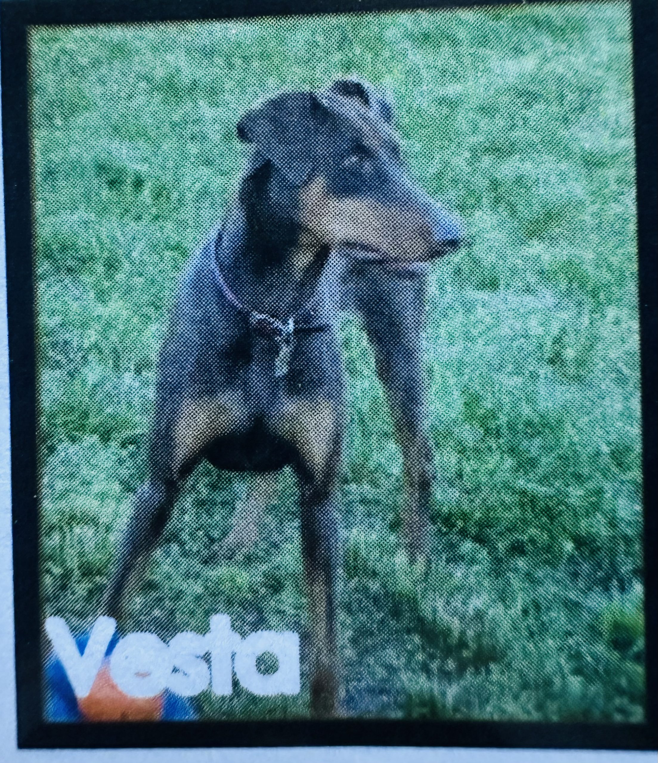 Vesta helped by Mighty Medley
