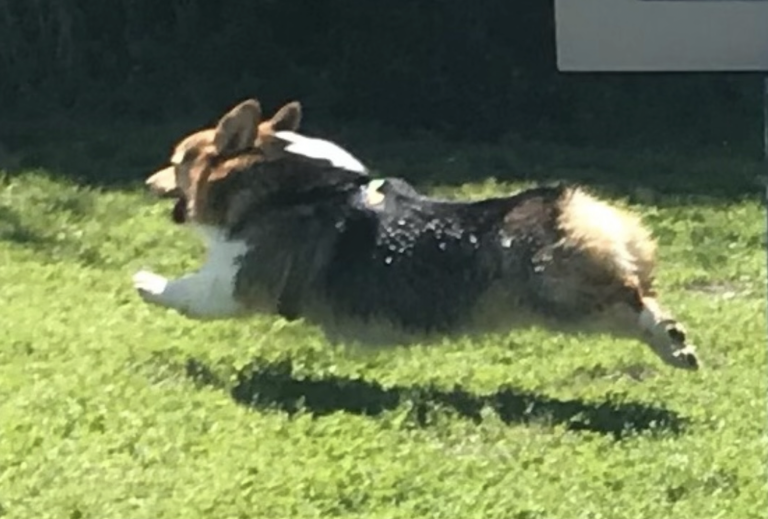 Rocky – Preventative