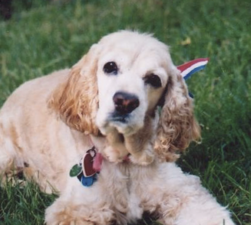 Casey with Cushing's who inspired it all! Within 3 days, Casey’s legs stabilized. By day 4, her eyes cleared. Day 5 brought new hair regrowth, and by day 21, her topical tumors vanished.