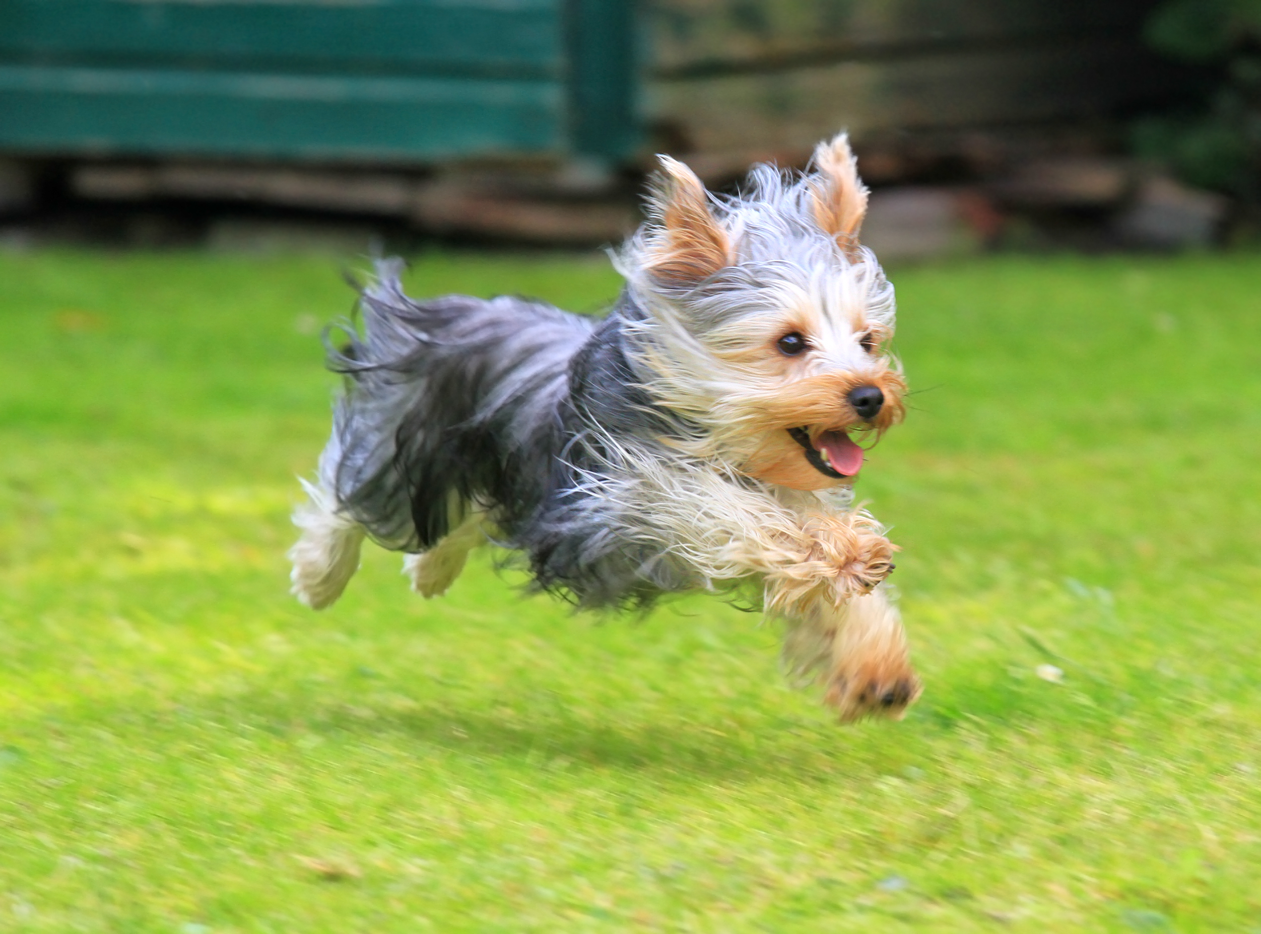 Yorkie Collapsed Trachea helped by Mighty Medley
